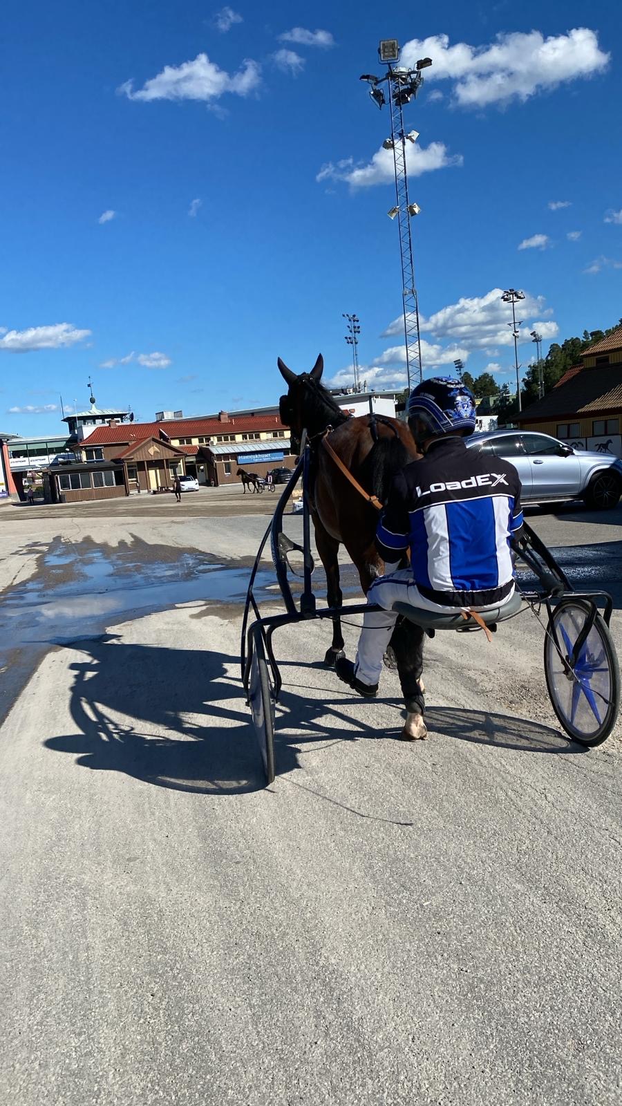 Travhäst i lopp