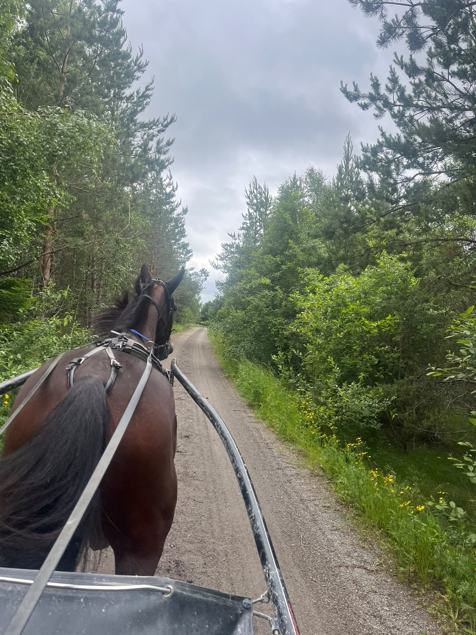Skogsslinga